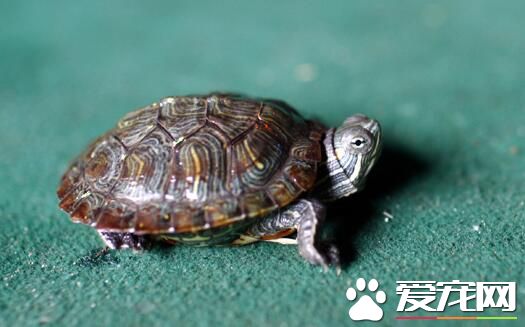 王八和乌龟的区别 乌龟是硬壳面有裂状纹