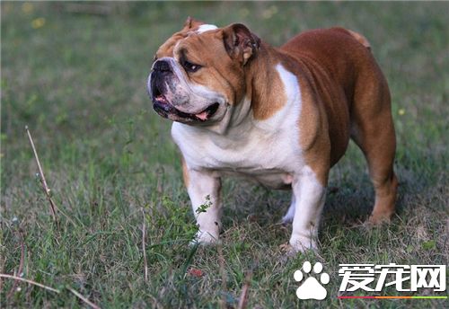 英国斗牛犬能长多大 身高就是在30到36厘米