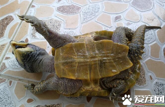 女生可以养乌龟吗 养乌龟需要注意的事项