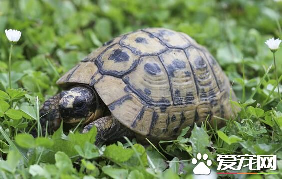 乌龟怎么养才能下蛋 七八月时产卵的高峰期