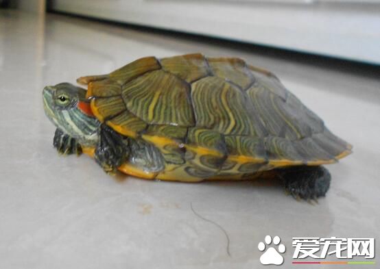 家里养什么乌龟好 建议还是养陆龟比较好