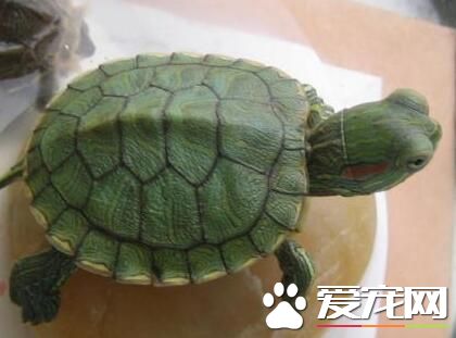 家里养乌龟风水好吗 风水上称为化煞龟