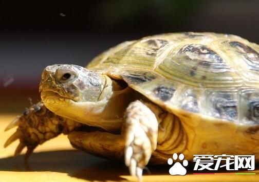 养乌龟用什么过滤好 40W以下内置过滤即可