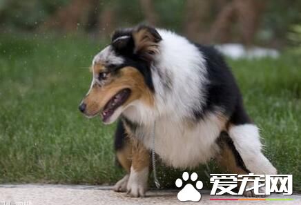 澳洲牧羊犬多少钱 一般在3000到6000不等