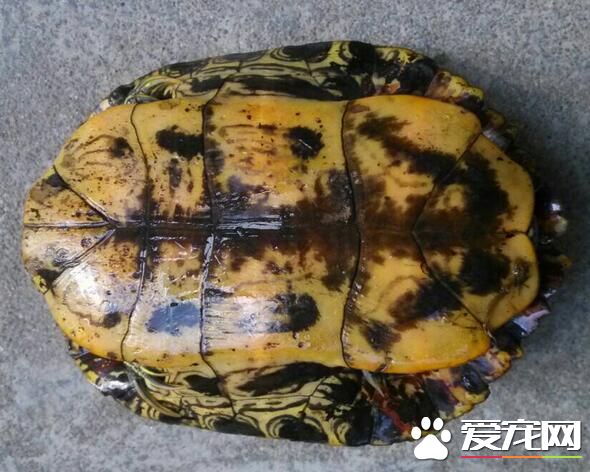 养的乌龟冬天怎么办 饲养乌龟注意事项