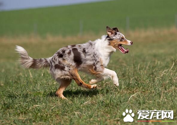 澳洲牧羊犬护卫吗 一种非常聪明的工作犬