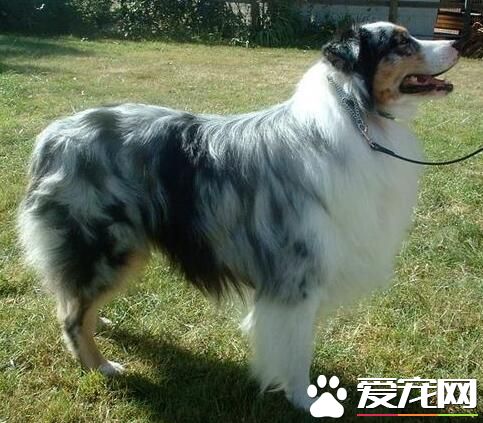 澳洲牧羊犬怎么洗澡 澳洲牧羊犬洗澡的方法