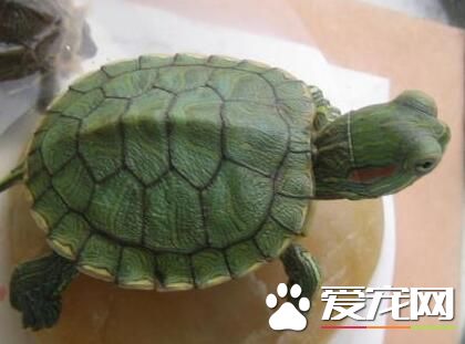 养乌龟应该注意什么 最好是长方形的玻璃鱼缸