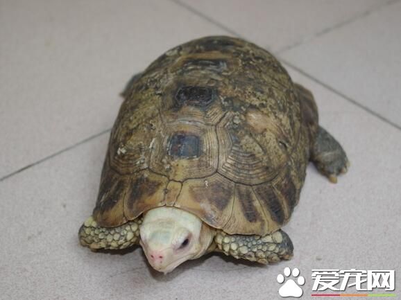 养乌龟几天喂一次 一般建议隔天喂一次