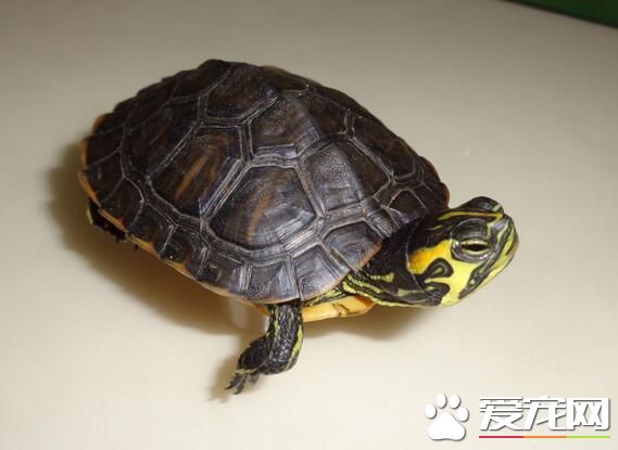 用什么容器养乌龟 最好准备大一点的空间