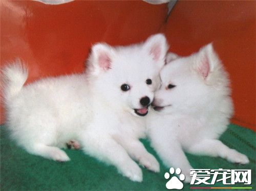 银狐犬贵吗 银狐犬价格在1500元一只