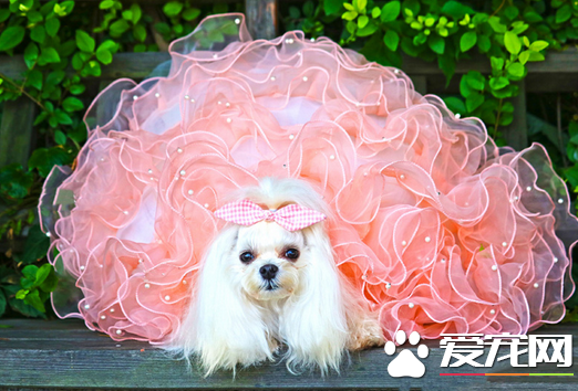 漂亮的公主裙才能衬托出马尔济斯犬的美丽