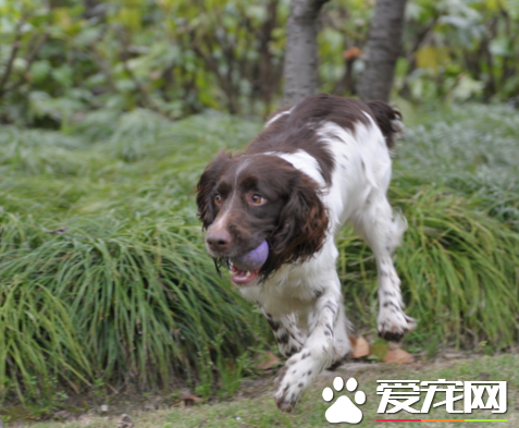 威尔士史宾格犬与英国史宾格的区别