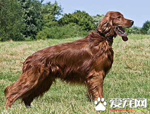 爱尔兰雪达犬会看家吗 很适合看家