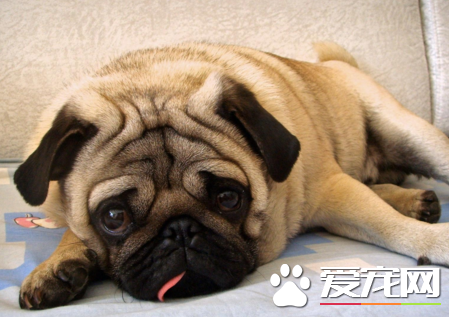 巴哥犬八哥犬有什么区别 叫法不同而已