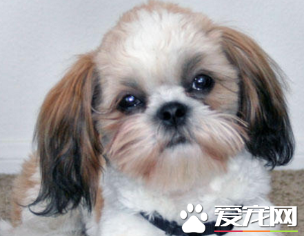 西施犬的眼睛 是最容易出现问题的