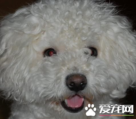 为什么喜爱卷毛比熊犬 比熊外貌可爱