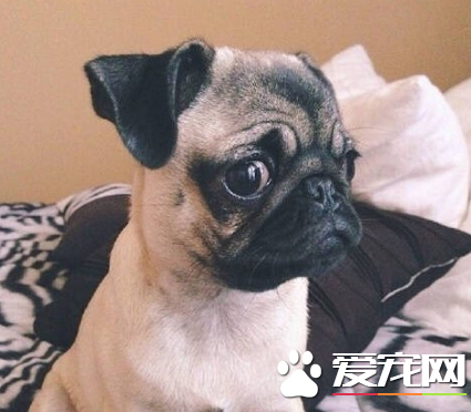 巴哥和迷你雪纳瑞哪个好养 巴哥最大特点黑脸