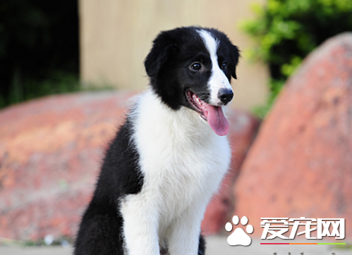 爱丁堡边境牧羊犬价格 在一千到三千之间