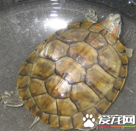 乌龟腿烂了怎么办 不能像人一样包扎伤口