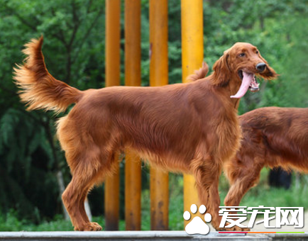 爱尔兰雪达犬优缺点 气质温文尔雅