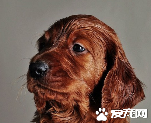 爱尔兰雪达有体臭吗 有比较重的体味