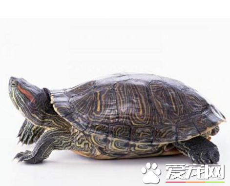 乌龟腿烂了怎么办 不能像人一样包扎伤口