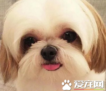 西施犬的眼睛 是最容易出现问题的