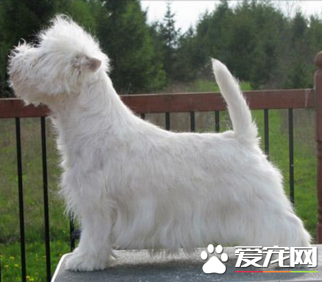 西高地白梗颜色 很少看到完美的被毛