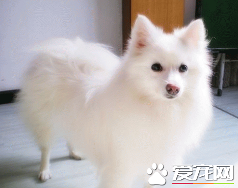 银狐犬和萨摩耶哪个大 银狐比较小巧