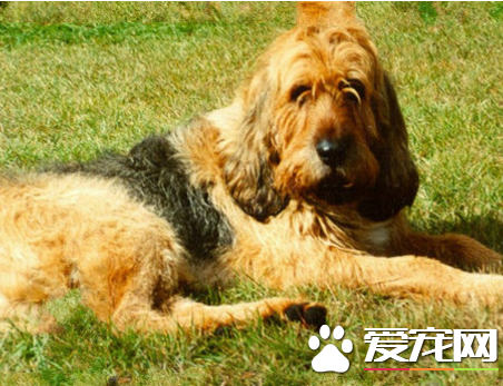 奥达猎犬多少钱 奥达猎犬5000起价