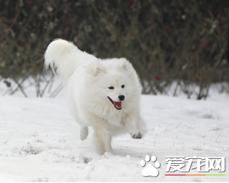 银狐犬怎么看尾巴 长度可以超过背部