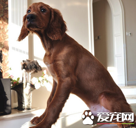 爱尔兰雪达犬会看家吗 很适合看家