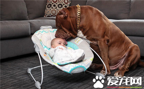 英国斗牛犬的智商 英国斗牛犬的智商排名为77