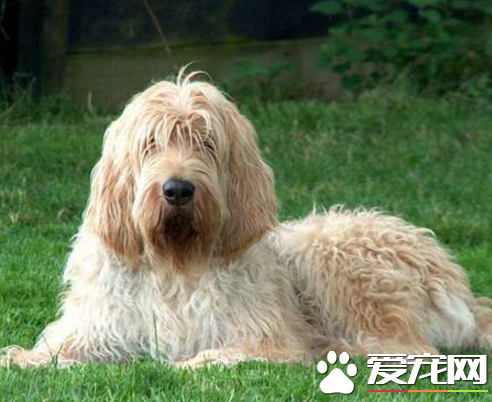 奥达猎犬多少钱 奥达猎犬5000起价