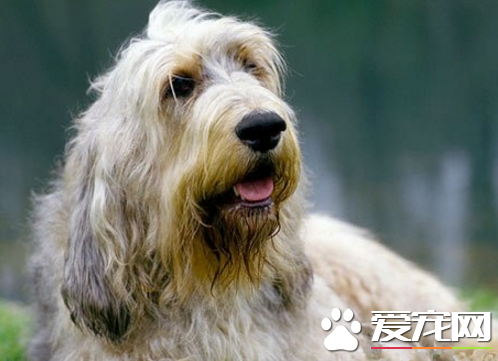 奥达猎犬性格 性格是非常的乐观