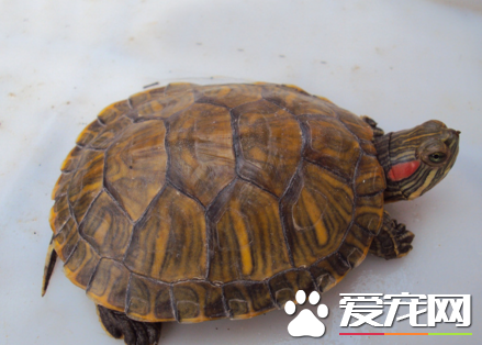 乌龟可以活多少年 自然生命一般为150年