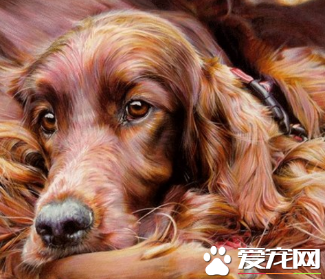 爱尔兰雪达犬优缺点 气质温文尔雅