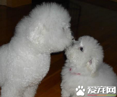 为什么喜爱卷毛比熊犬 比熊外貌可爱