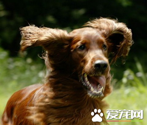 爱尔兰雪达有体臭吗 有比较重的体味