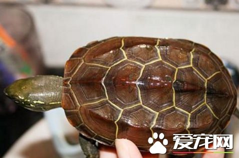 乌龟生活在哪里 乌龟是变温动物么