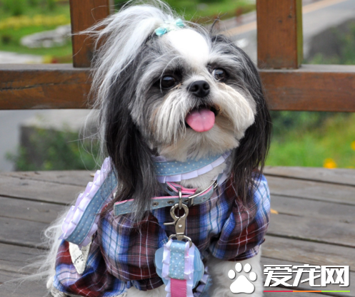 西施犬介绍 取中文"狮子"的意思