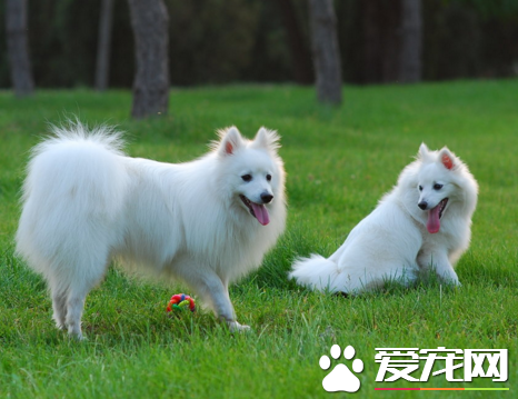 银狐犬有多大 体形属于小型犬