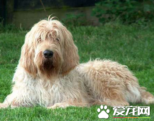 奥达猎犬性格 性格是非常的乐观