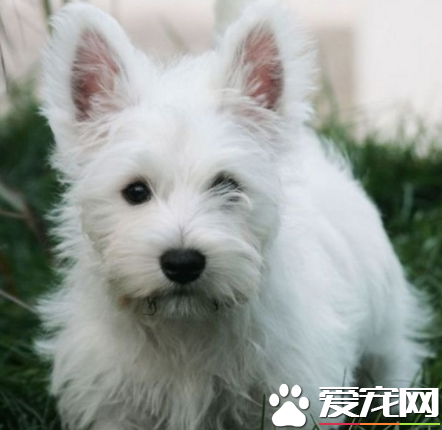 西高地白梗智商排行 智商是非常高