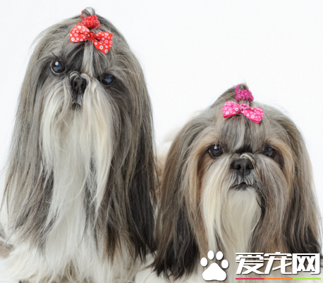 西施犬好不好 外观非常的好看
