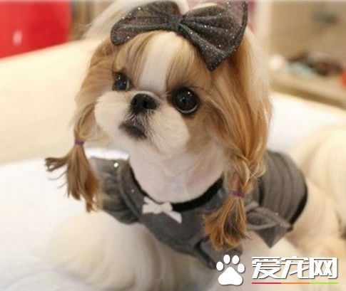 西施犬好不好 外观非常的好看