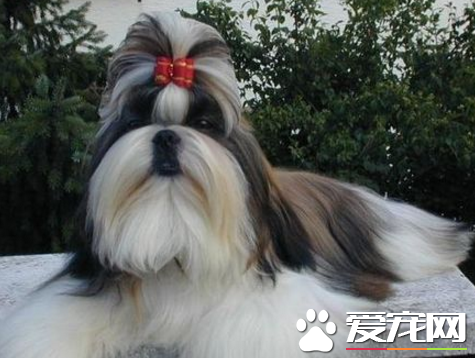 西施犬介绍 取中文"狮子"的意思