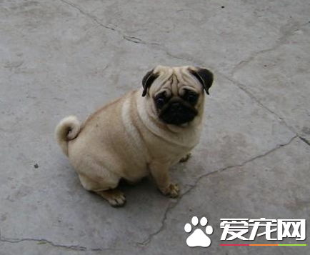 巴哥犬跟沙皮狗有什么区别 八哥体格匀称