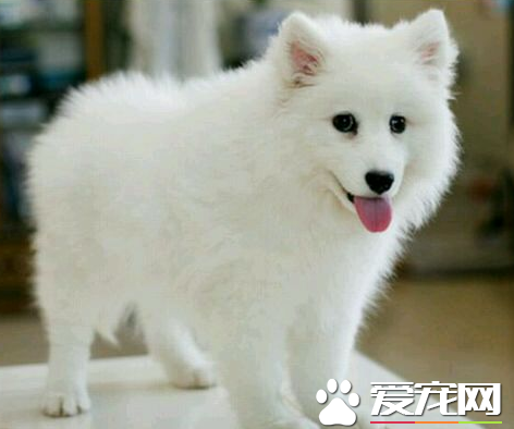 银狐犬开封的价格 银狐犬体形中等偏小